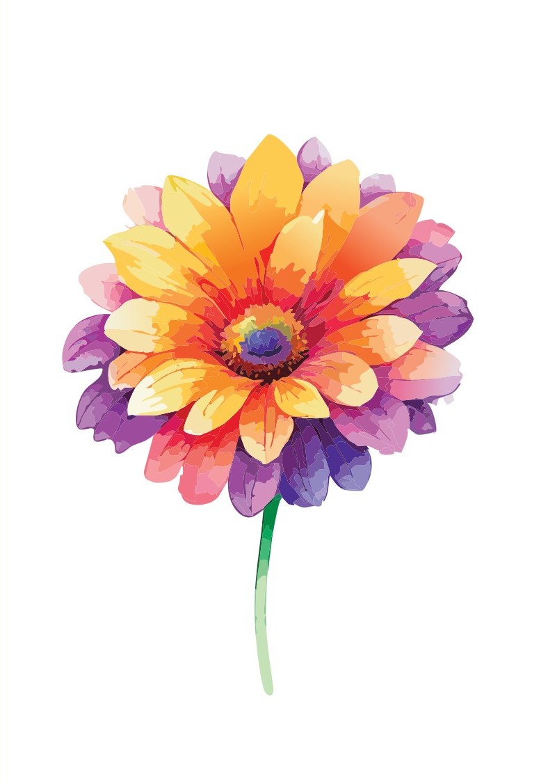 Rainbow Gerbera cover