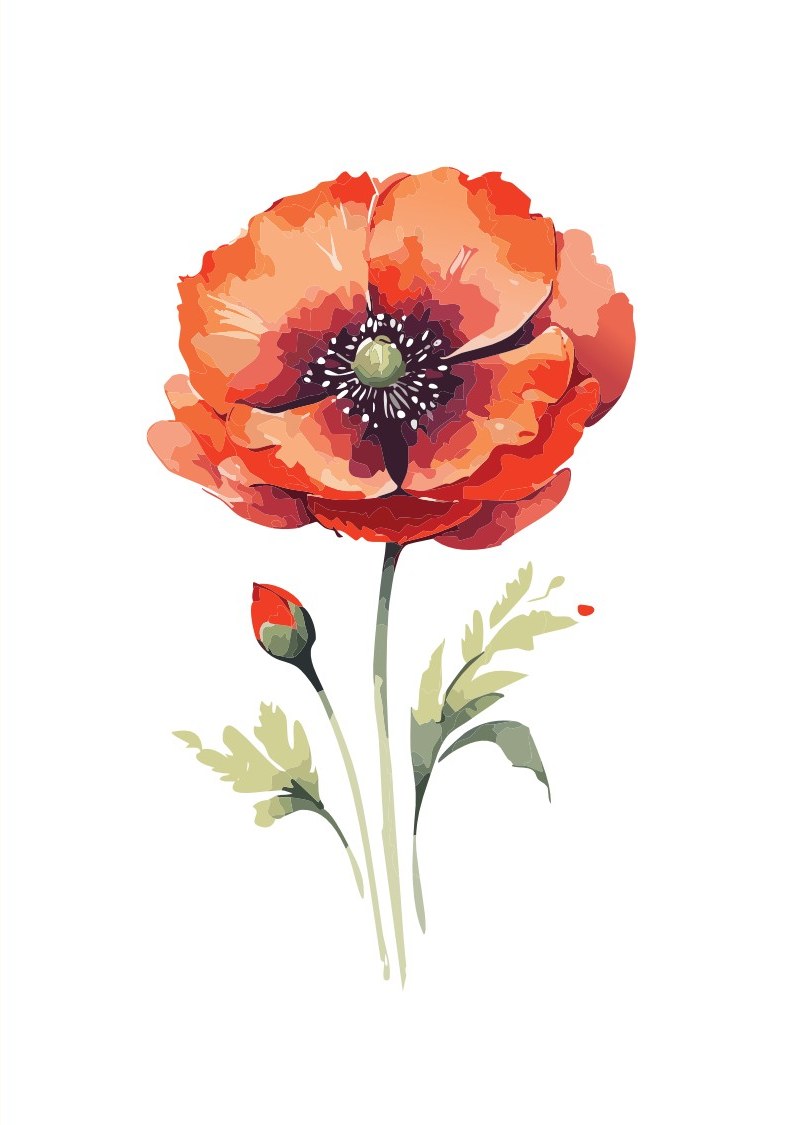 Red Poppy cover